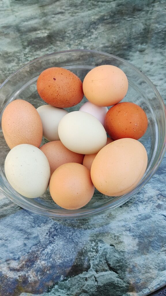 Egg Color Chart – Find Out What Egg Color Your Breed Lays