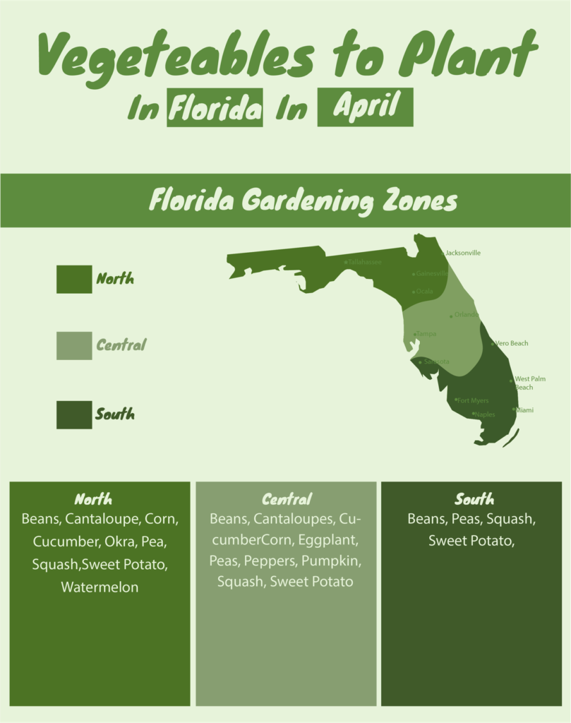 Vegetable Planting Guide – What to Grow in April in Florida Zones