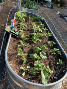 a raised bed garden