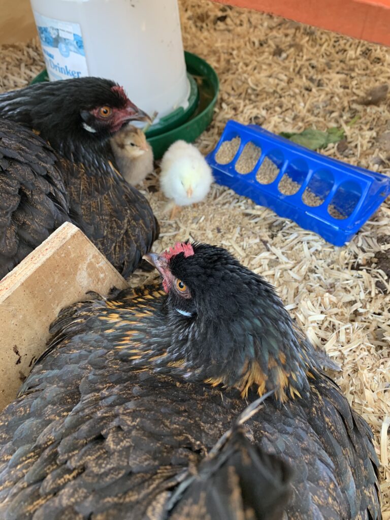 Baby Chicks Have Hatched!
