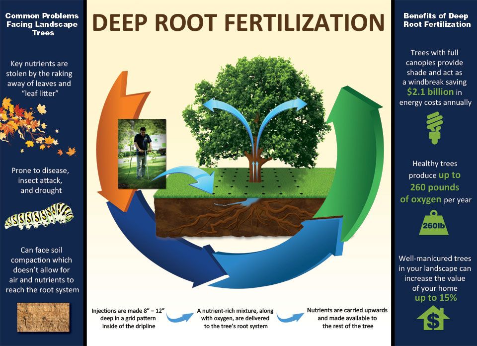 Myth #79: Deep root fertilizing is good for trees
