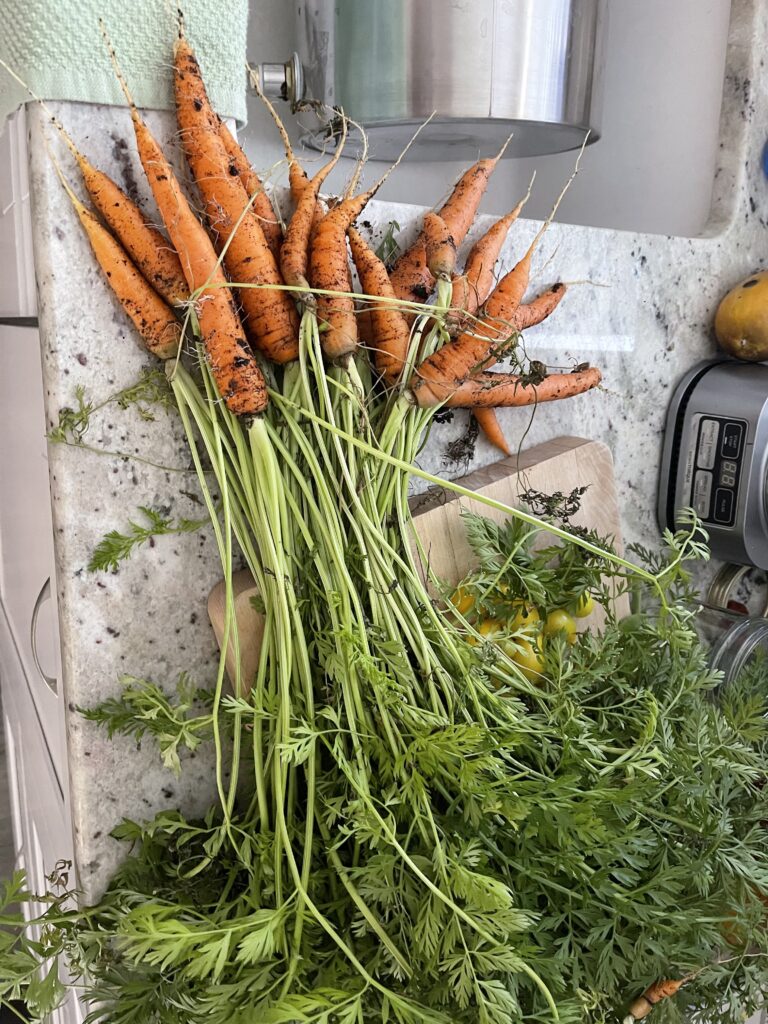 1st Carrots for spring